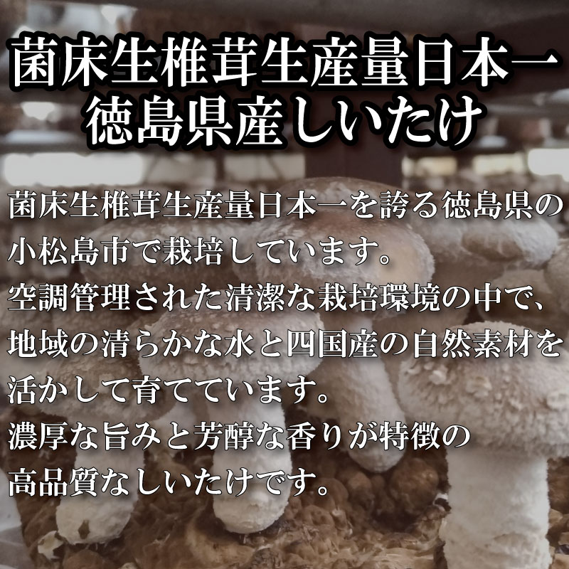 乾燥しいたけ 小 500g 徳島県産 国産 きのこ 茸 菌床椎茸 菌床栽培 菌糸 椎茸 乾椎茸 乾しいたけ 干し椎茸 干ししいたけ 野菜 産地直送 乾物 ビタミンD 食物繊維 グアニル酸 低カロリー 