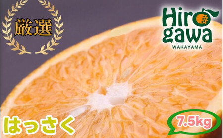 はっさく 7.5kg+250g（痛み補償分） 厳選 光センサー / 八朔 高級 甘い 和歌山 有田 柑橘 ※1月上旬〜4月上旬頃に順次発送予定 ※北海道・沖縄・離島への配送不可 【ikd021-p-7d5A】