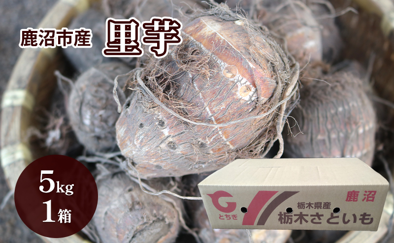 鹿沼市産 里芋 5kg 約50個入り 1箱 ｜ さといも 野菜 うまい しっとり ねっとり やわらか 食感 煮くずれしにい 鹿沼市 かぬま ※沖縄・離島への配送不可 ※2025年12月上旬～12月下旬頃に順次発送予定