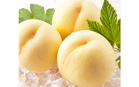 岡山県産 詰合/白桃2玉(1玉220g以上)・ニューピオーネ1房(480g以上)・シャインマスカット「晴王」１房(480g以上) 化粧箱入り