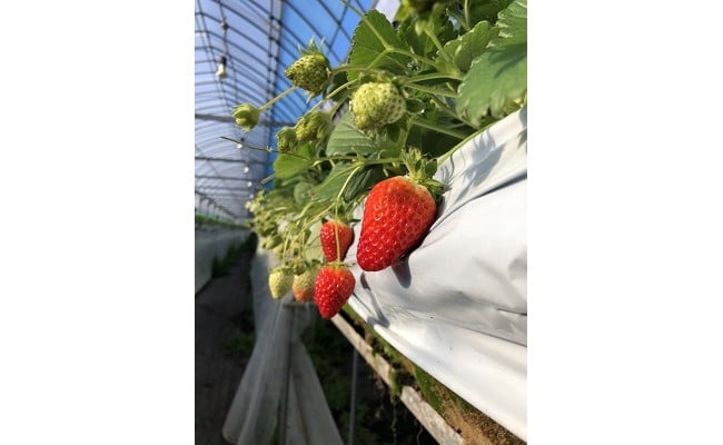 季節限定 まりひめプレミアムいちご「毬姫様」(A155-2)