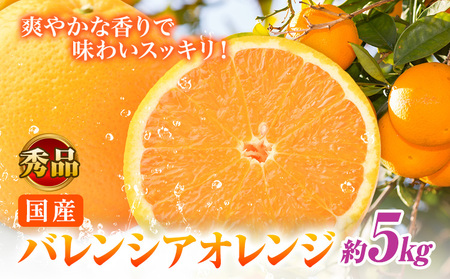 【秀品】希少な国産 バレンシアオレンジ 約5kg