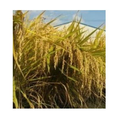 ふるさと納税 大和高田市 【毎月定期便】お米　ヒノヒカリ　(白米)10kg×全3回 |  | 03