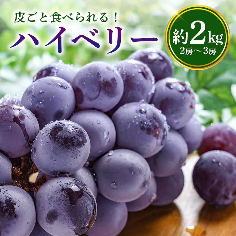【ふるさと納税】数量限定 期間限定 ハイベリー 約2kg（2房〜3房） ぶどう ブドウ 大粒 皮ごと食べられる ジューシー 果物 フルーツ くだもの 【9月上旬〜9月下旬順次発送予定】 54-B