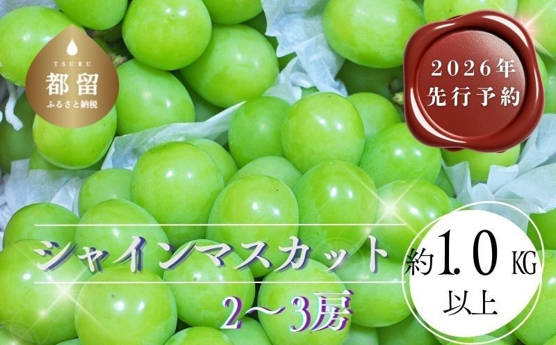 FF009 【2026年 先行予約】山梨県都留市産 朝採れ シャインマスカット ２~3房（約1.0kg以上）