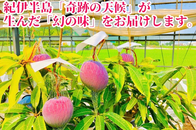 ◆先行予約◆和歌山県産　紀州完熟マンゴー『吉玉』約1kg程度／2～3玉入り【2025年7月中旬から8月下旬頃順次発送予定】【MG20】【mtgn055】