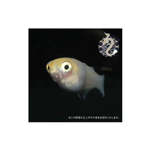 メダカ「ポニョ」3ペア