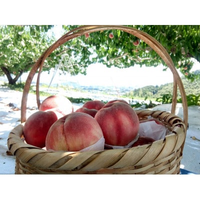 【強い甘みの大玉硬質桃 なつっこ】本場山梨の品種指定約2kg　7月中旬より順次発送【配送不可地域：離島・北海道・沖縄県・中国・四国・九州】