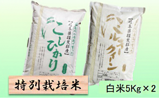 
                  特別栽培米★白米10kg 【コシヒカリ・ミルキークイーン】各5Kg お米 ブランド米 銘柄米 ご飯 おにぎり お米の王様 バランス モチモチ 低アミロース米 
                