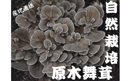 豊かな香りとしっかりとした歯ごたえ。
天然物に近い味わいです。