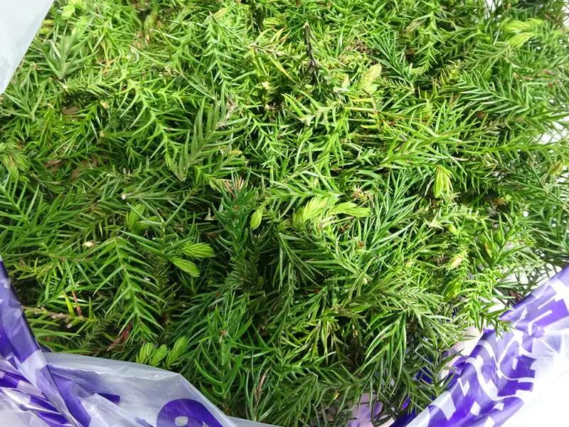 大雄杉®　Aroma セット【 Aroma セット 神奈川県 南足柄市 】