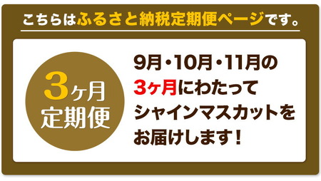 高級 シャインマスカット 3ヶ月 定期便 [2024年先行予約] ぶどう 晴王 2房 3.9kg 岡山県産 《9月上旬-11月中旬頃出荷(土日祝除く)》 ハレノフルーツ マスカット 送料無料 岡山県 