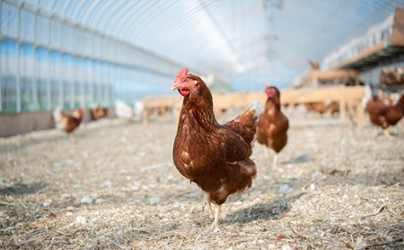 【1042】平飼い有精卵使用！　絶品マヨネーズ【5本セット】