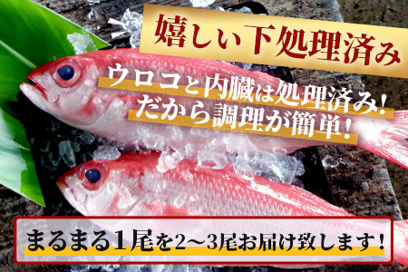 【予約受付】【2024年3月以降順次発送】高級ブランド魚 尖閣赤マチ 2～3尾 合計約5kg 下処理済【沖縄三大高級魚】 GK-1