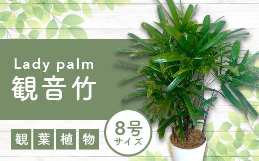 
1月上旬～発送【観葉植物】観音竹8号鉢(Green Base/035-1502) 南国鹿児島県で育った 観葉植物！植物 鉢付 インテリア 室内 オフィス おしゃれ プレゼント ギフト 開店祝い 移転祝い マイナスイオン【配送不可地域：北海道・沖縄県・離島】
