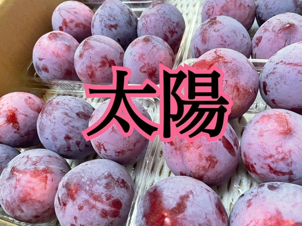 
                  太陽すもも 5～6個入り×6パック【2026年発送】（ISI）B16-155 【太陽 すもも スモモ 令和8年発送 期間限定 山梨県産 甲州市 フルーツ 果物】
                