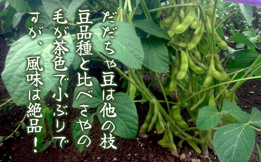 【令和8年産先行予約】”元祖”森屋藤十郎の白山産だだちゃ豆 お楽しみ定期便3回「早生・白山(本豆)・晩生」各1kg（500g×2袋） 鶴岡特産　K-831