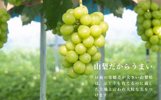 【2025年　先行予約】山梨県産　シャインマスカット1房（500g以上）葡萄　ブドウ　フルーツ　デザート　糖度　甘い　山梨 1房（500g以上）