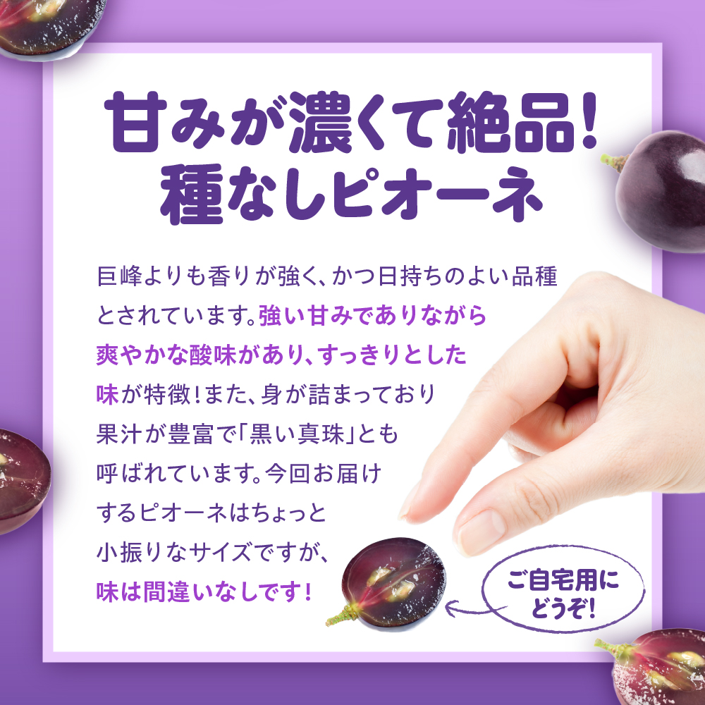 【2026年10月上旬発送】 【訳あり】ぶどう ピオーネ 種なし 1.2kg程度 （小振り・2房）