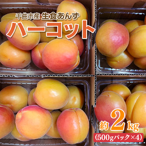 【2026年先行予約】【数量限定】 あんず ハーコット 生食用 約2kg｜ あんず