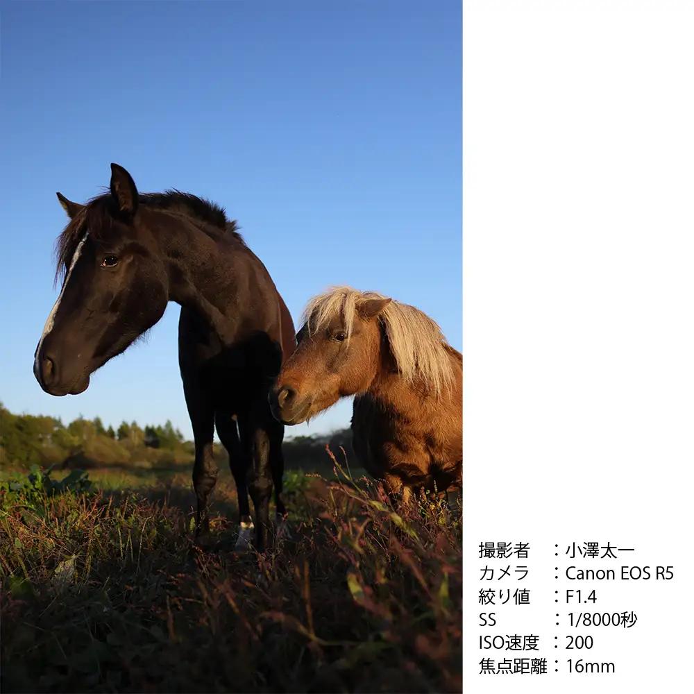 SIGMA 16mm F1.4 DC DN | Contemporary【富士フィルムXマウント】カメラ　レンズ　家電
