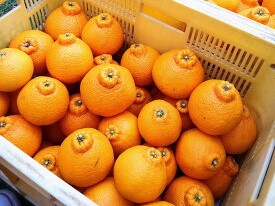 ZE6104n_【2026年先行予約】有田の不知火(しらぬひ）【化粧箱