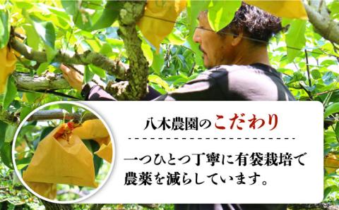 【2026年10月～発送】【あなたを満たす梨の王様】新高梨 約3kg 特大級 梨専門 八木農園 / 梨 なし ナシ / 南島原市 / 贅沢宝庫 [SDZ031]