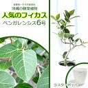 【ふるさと納税】★【沖縄の観葉植物】人気のフィカス ベンガレンシス6号 ラスターポット インテリアグリーン ゴムの木 ゴムノキ ガーデン 風水 鉢植え 癒し 成長記録 趣味 専門店 生活 オフィス おすすめ 暮らし おしゃれ 南国 日光 水やり お祝い 送料無料