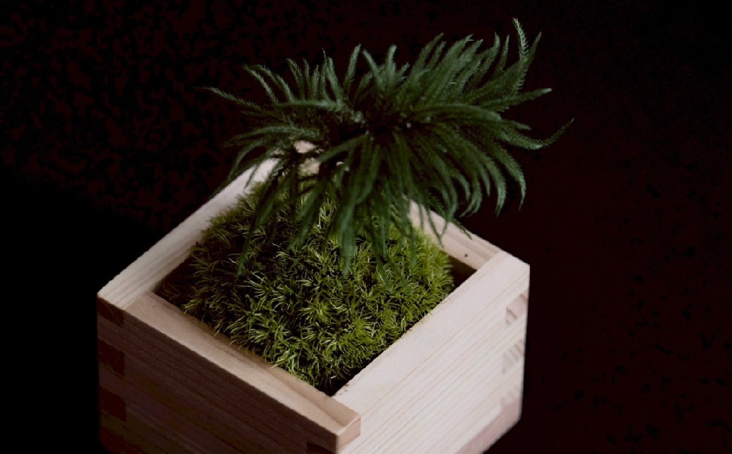 枯れない苔のミニ盆栽 | 苔盆栽 枯れない 苔 インテリア ミニ盆栽 人工 プリザーブド 苔玉 おしゃれ 和風 ギフト プレゼント 癒し 室内緑化 長持ち 手入れ不要 新築祝い 開店祝い デスク イン