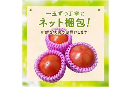 【先行予約】京丹後産 大玉トマト 1kg以上 春夏発送（2025年5月中旬～発送）