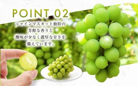 シャインマスカット 晴王 2kg ぶどう 葡萄 フルーツ 果物 岡山県 岡山県産 2025年 先行予約 【2025年9月下旬-10月下旬発送予定】