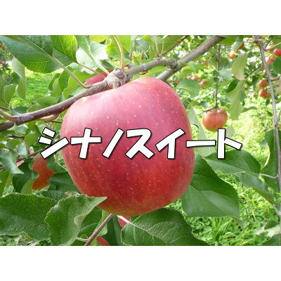 【ふるさと納税】シャキッ!甘～い!シナノスイート 約10kg【1536029】