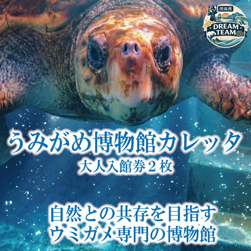 【ふるさと納税】 日和佐うみがめ博物館カレッタ 入館券 大人2名分 うみがめ ウミガメ 海亀 かめ カメ 亀 博物館 チケット 美波町 徳島県 ドリームチーム