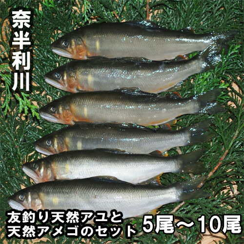 【ふるさと納税】奈半利川の友釣り天然アユ＆奈半利川の天然アメゴセット　天然 炭火焼 高知県 清流 奈半利川 冷凍鮎 冷凍あめご 食べ比べ