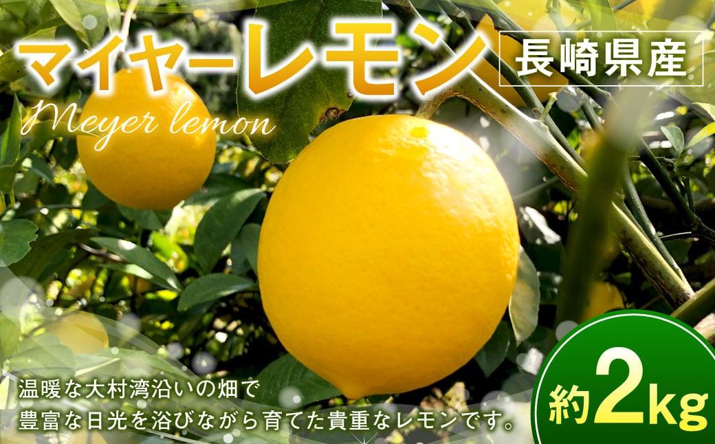 
            マイヤーレモン 約2kg 【2024年12月上旬～2025年3月下旬発送予定】 レモン れもん 檸檬 果物 くだもの フルーツ 国産 長崎県 長崎市
          