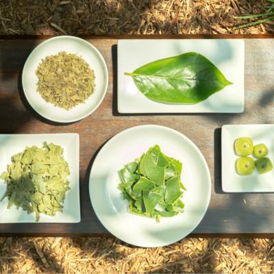 ふるさと納税 天理市 【奈良県天理市】有機JAS認証  国産　柿の葉茶　350ml×24本 |  | 02