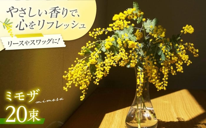 
            ミモザ 20本 お花 生花 フラワー インテリア 花 お花 季節のお花 花束 春 ガーデニング 日用品 園芸 セット おしゃれ 誕生日 母の日 季節 贈り物 国産 贈答 ギフト プレゼント 人気 高品質 好評 広島県産 江田島市/田中農園 [XCV001]
          