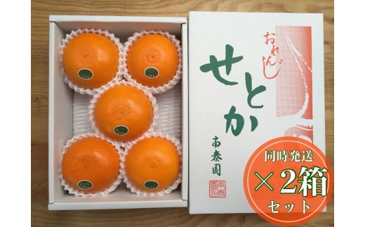 
                  ［2箱セット］ハーフ 化粧箱 柑橘の大トロ ハウス せとか 厳選 5玉入 × 2箱 南泰園
                