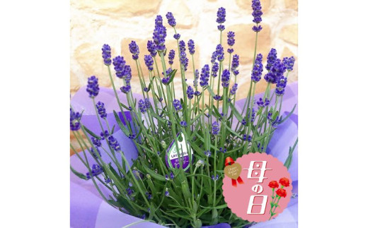 【 オンライン決済限定 】 母の日 イングリッシュ ラベンダー 鉢植え 5号 花 贈り物 お祝い 植物 季節 生花 フラワー ギフト  2025年5月から順次発送 静岡県 藤枝市  [5369935]