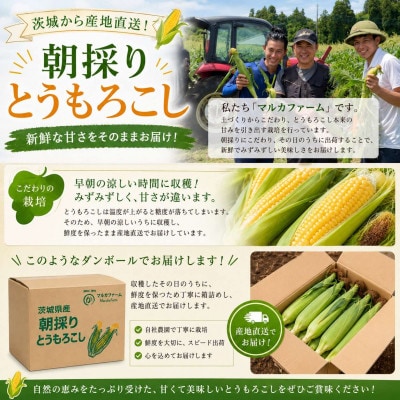 マルカファームの朝採れ「とうもろこし」10本セット【配送不可地域：離島・沖縄県】