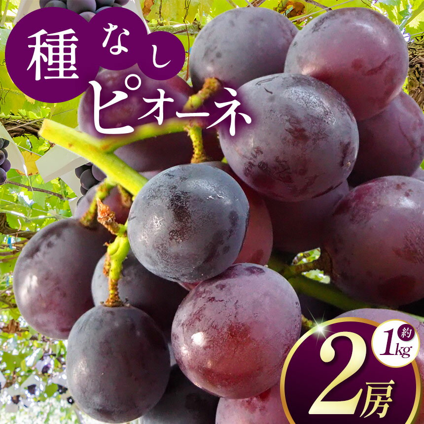 【ふるさと納税】 【2025年 9月より順次発送】 種なしピオーネ 2房 | 果物 くだもの フルーツ 葡萄 ぶどう ブドウ 長野県 塩尻市