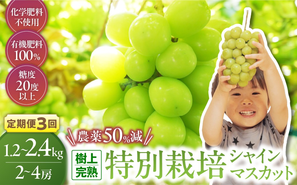 
                  【先行予約】定期便　樹上完熟シャインマスカット（特別栽培）選べる容量2～4房（1.2㎏～2.4kg）　3回  シャインマスカット 定期便 フルーツ 果物 ぶどう 先行予約 ギフト 完熟 糖度 特別栽培 産地直送 CF-P-15
                