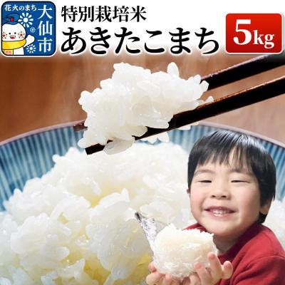 ふるさと納税 大仙市 米 令和7年産【特別栽培米】あきたこまち【精米】5kg|22_oks-110501