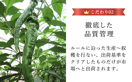 京のブランド産品　万願寺甘とう　秀品 4kg　[長さ不揃い]【2025年発送分】 FCCS006