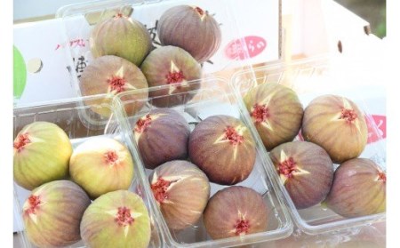 CP-007_【先行受付】新鮮朝採りいちじく1.5kg【高糖度・ハウス栽培】