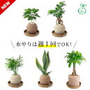 【ふるさと納税】アクアプラントポット® 【 植物の種類・サイズ選択 】 植木鉢 セット品 観葉植物 ガジュマル パキラ アンスリウム コーヒーの木 サンスベリア グリーン 室内インテリア 植物 手焼きポット おしゃれ ギフト プレゼント 幸運 日用品 送料無料