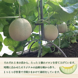 【011-31】【令和6年10月発送分】南張 メロン １個 川口農園 / ふるさと納税 フルーツ 果物 果実 新鮮 お取り寄せ melon 伊勢志摩 産直 三重県 志摩市 浜島町