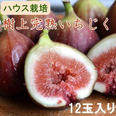 ふるさと納税 すさみ町 【ハウス栽培】和歌山県産樹上完熟いちじく12玉入り(すさみ町)【tecj1013】