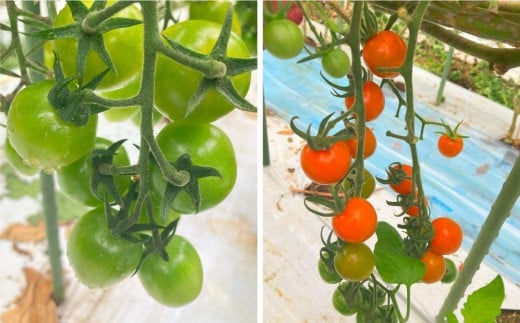 熊本県産食卓を彩る7種類以上の色鮮やかなカラフルミニトマト 4箱入り1ケース 計1.2kg 熊本県産 トマト プチトマト 【2025年11月上旬発送開始】