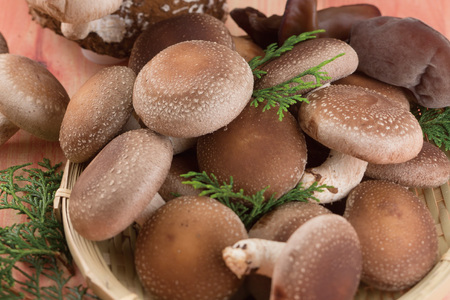 きのこ しいたけ きくらげ 生椎茸 生きくらげ 箱入りセット